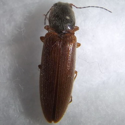 Athous subfuscus